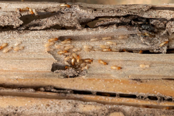 Spider Control Near Me in Clarks Summit, PA